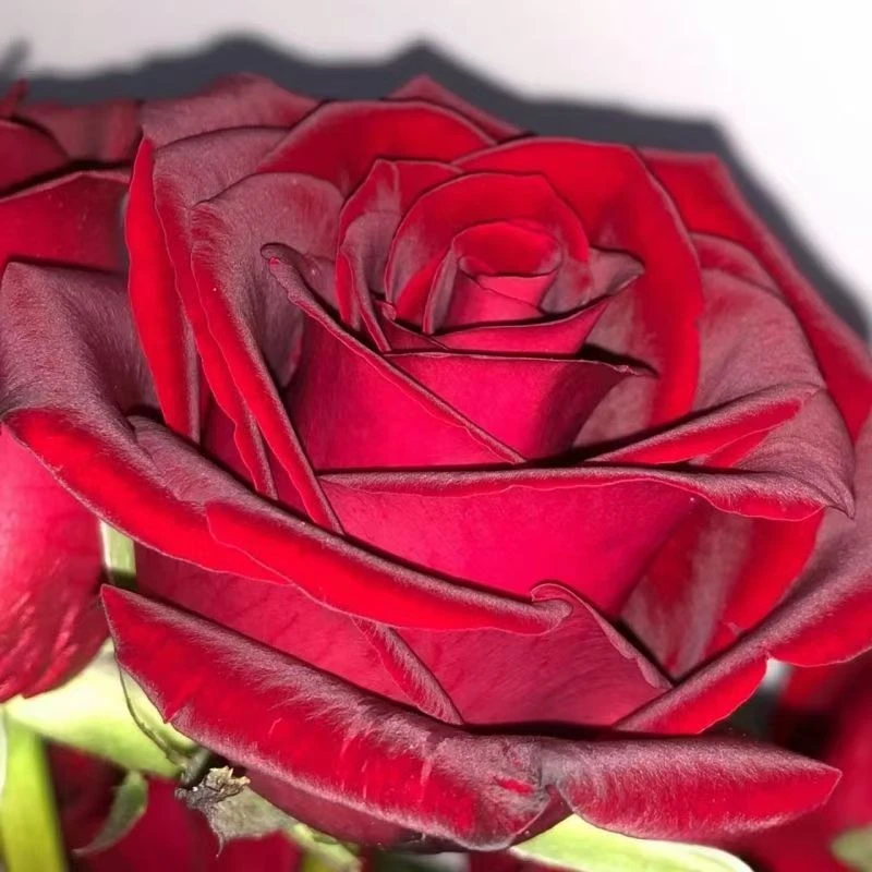 红丝绒月季花苗盆栽大苗四季开花不断灌木室内外花卉绿植物玫瑰