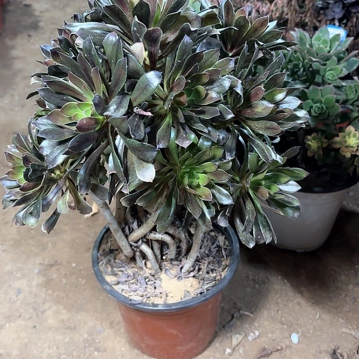 多肉植物法师灰法33