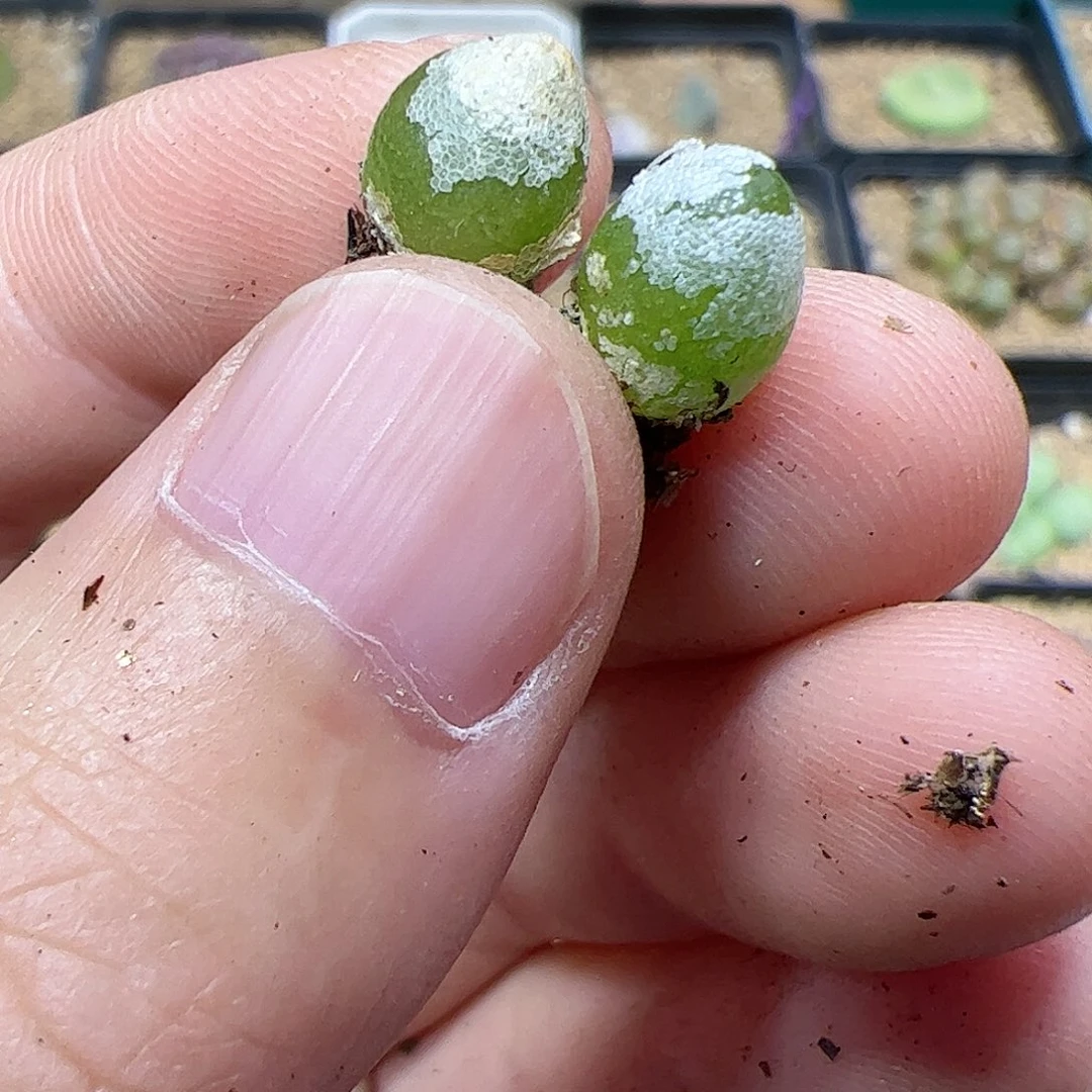 【闪购商品】347 哈默