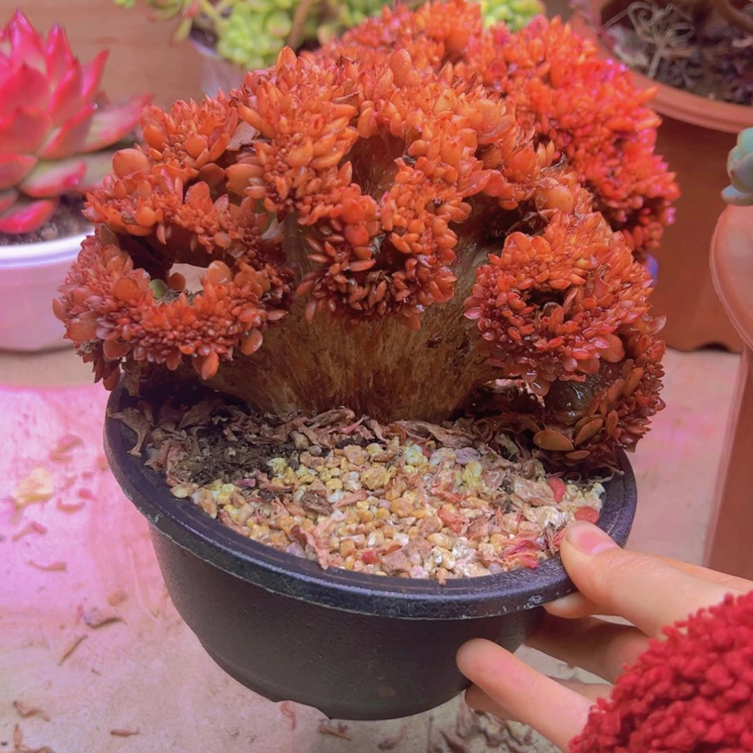 无铅玻璃糖果缀化多肉老桩