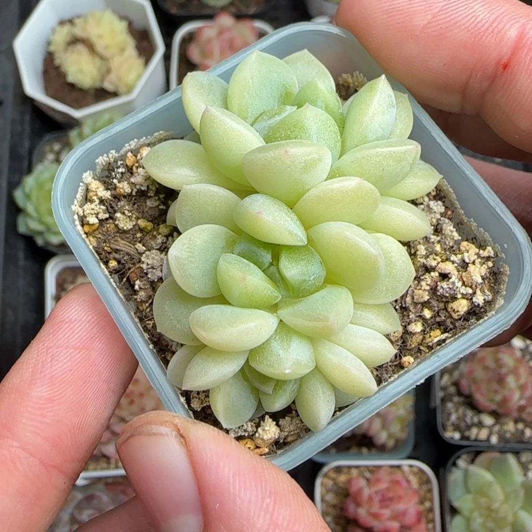 向***月一物一拍财富密码