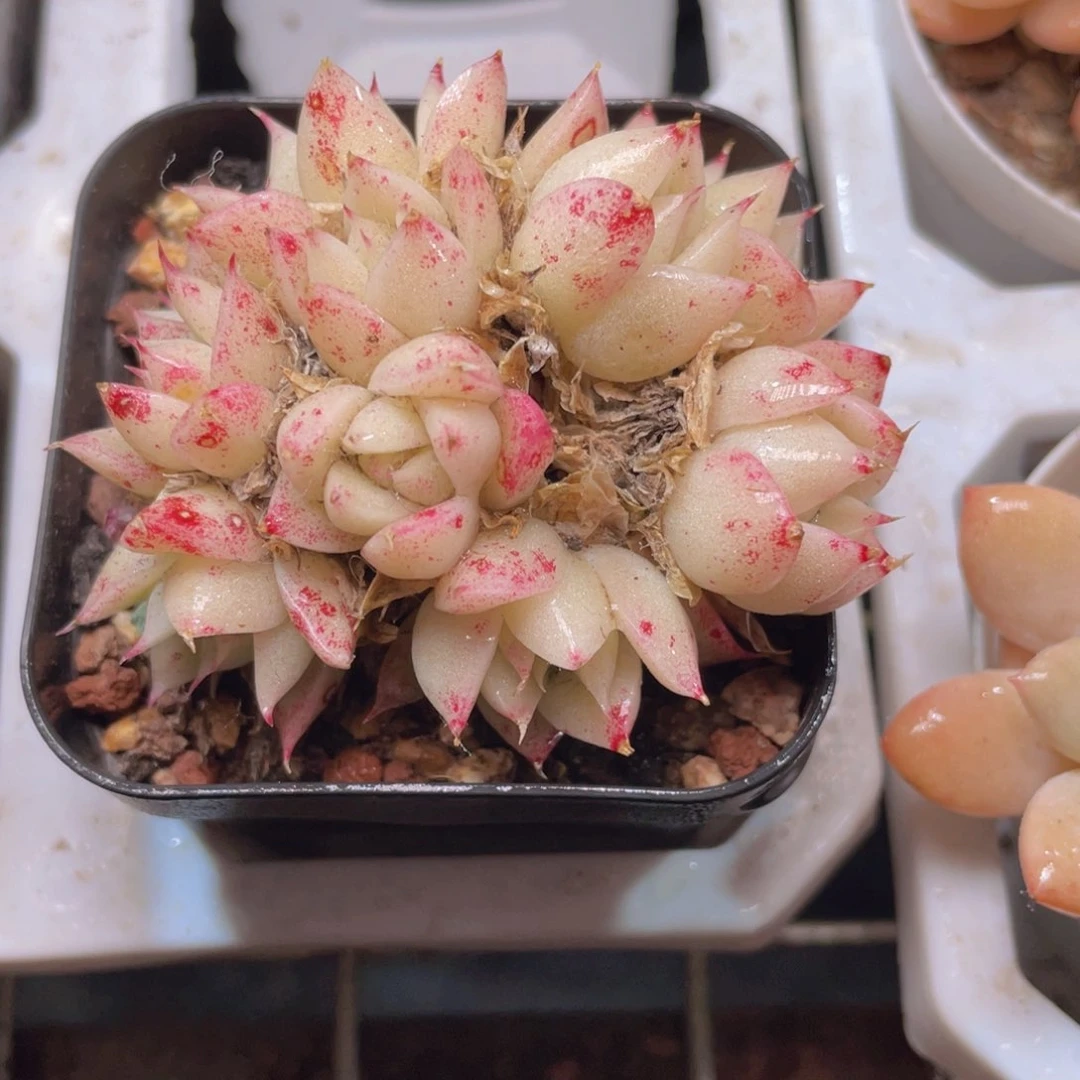 群生麦秆多肉9.9包邮发货