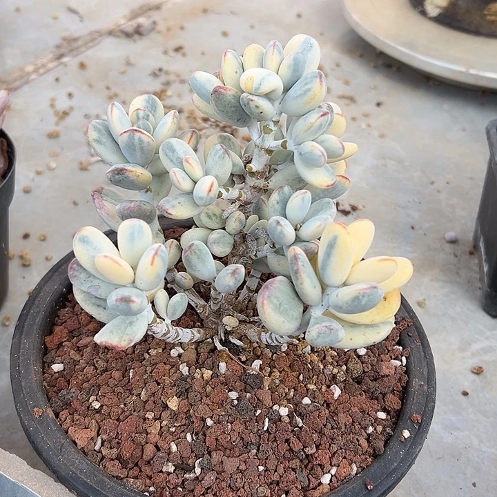 乒乓服娘锦群生多肉