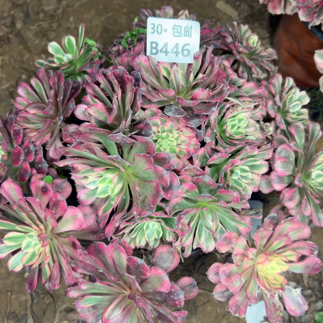 菲*446 多肉不包侧枝