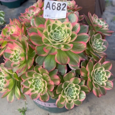 682海王22厘米左右