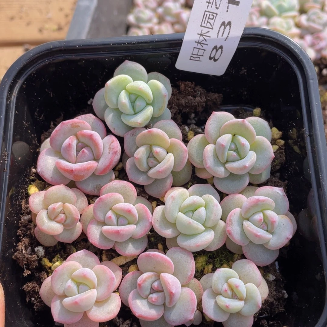 多肉植物多肉植物831