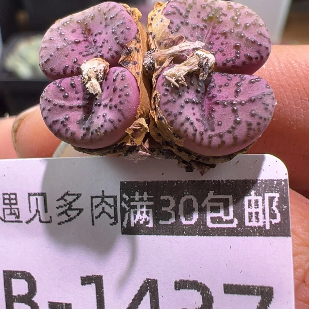 1437 多肉植物1111111111111