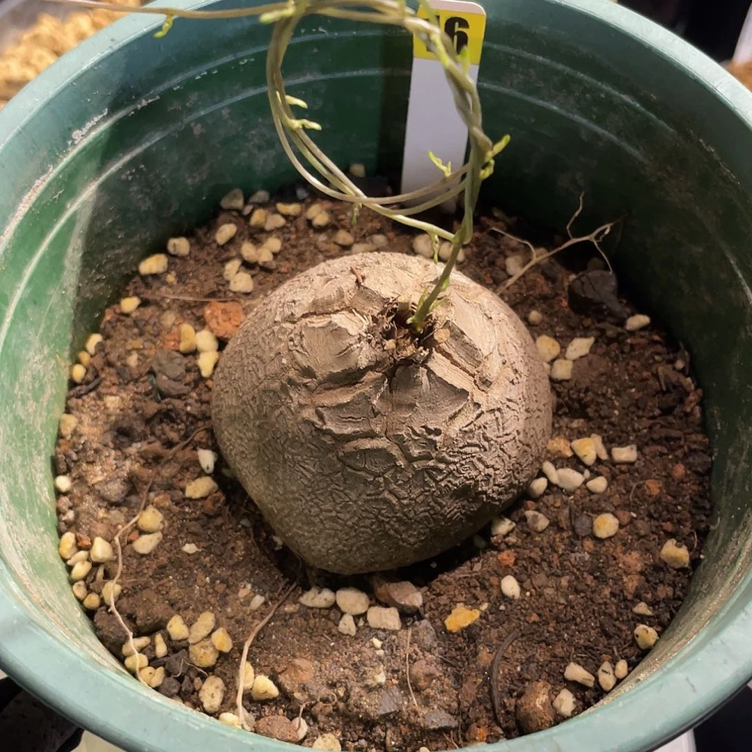 16号龟甲龙不退不换