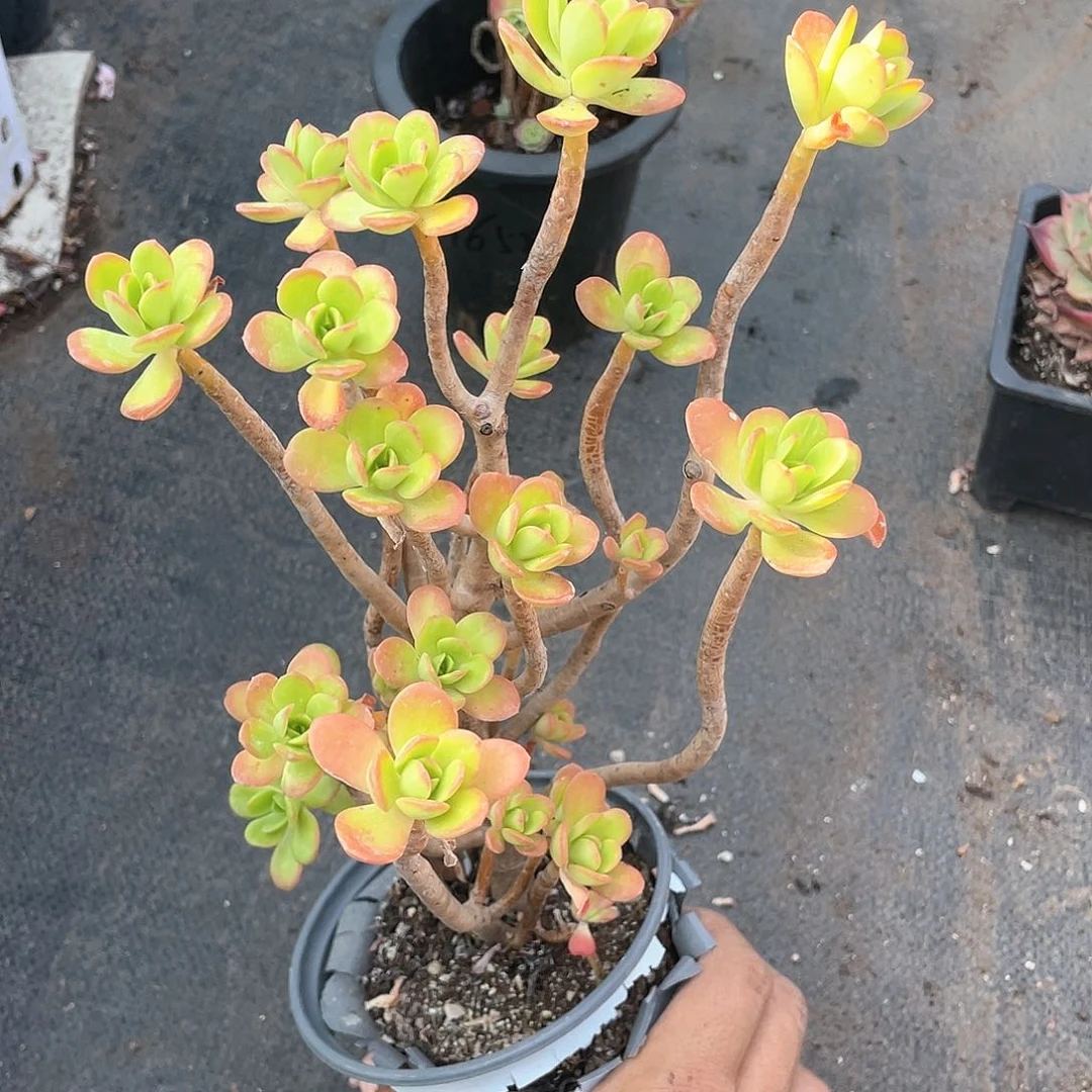 清扬多肉带盆发货