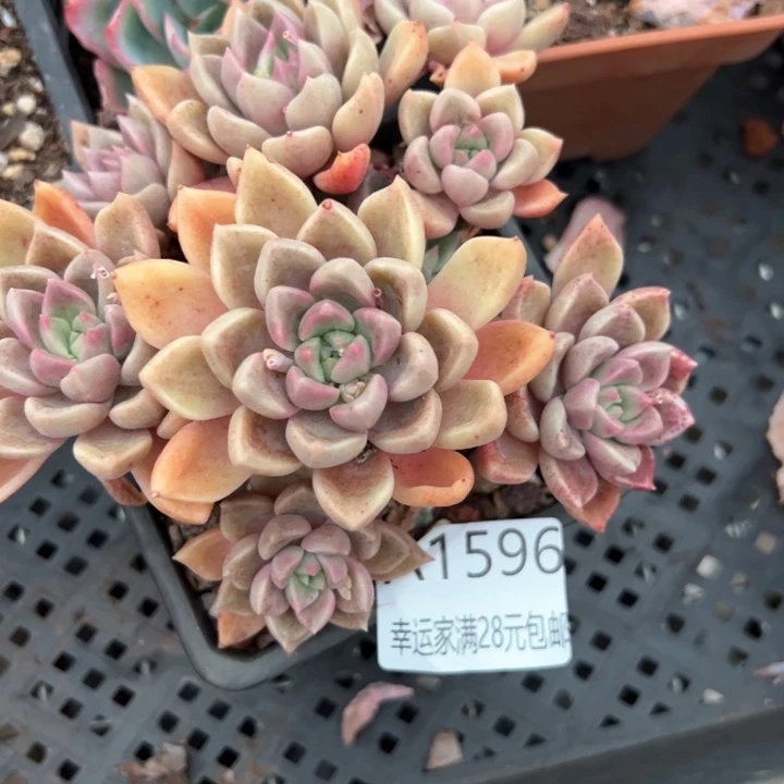幸运的是我的朋友们