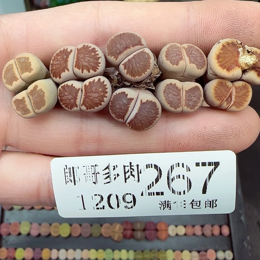 满满18包邮1209-267