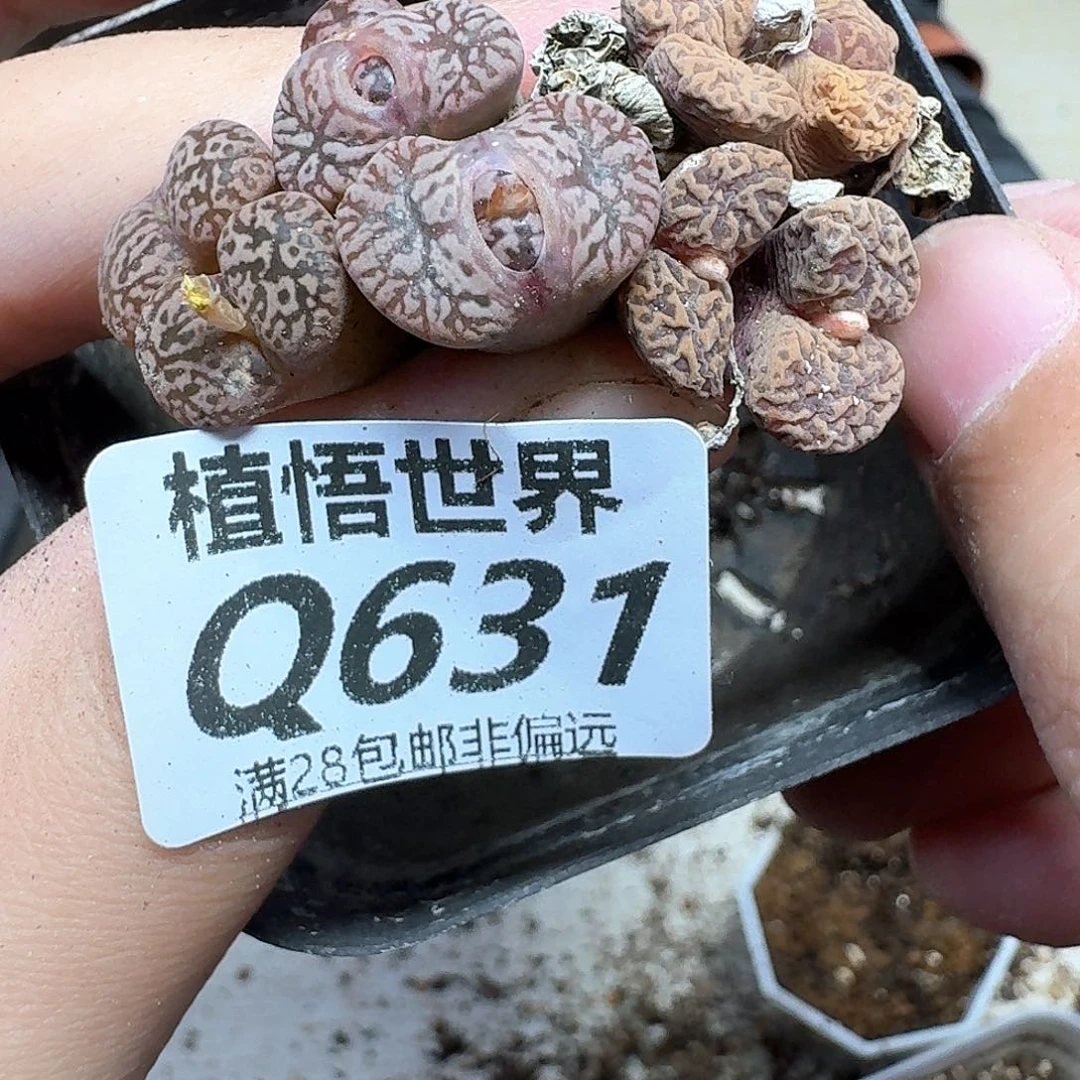 多肉植物的润泽吃bb
