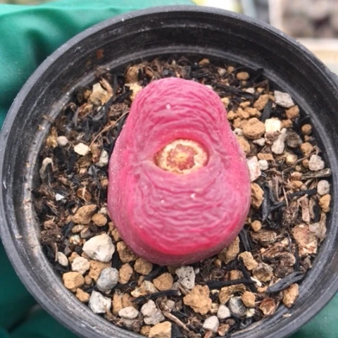 多肉肉锥 2.2Cm 红宝石