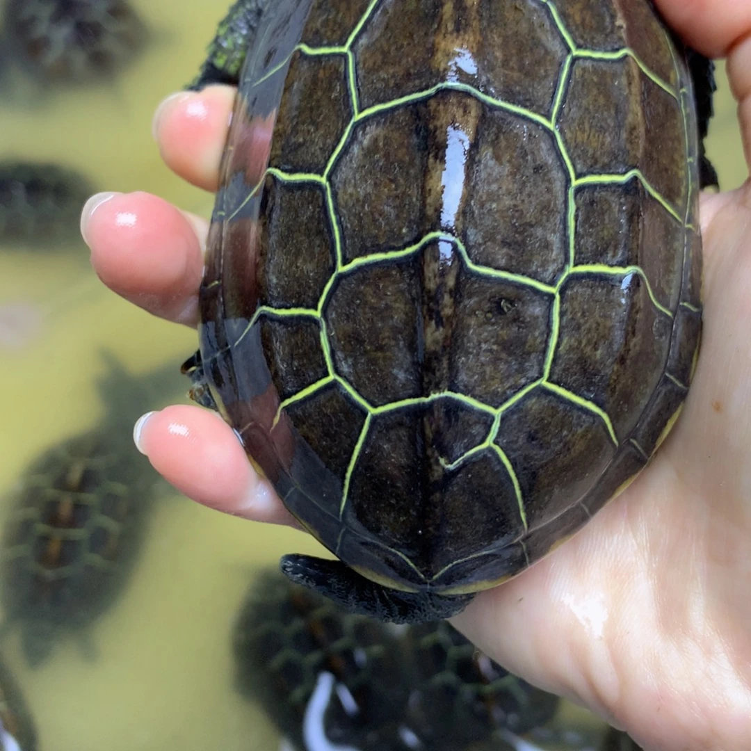 绿毛龟母中华草龟不分公母