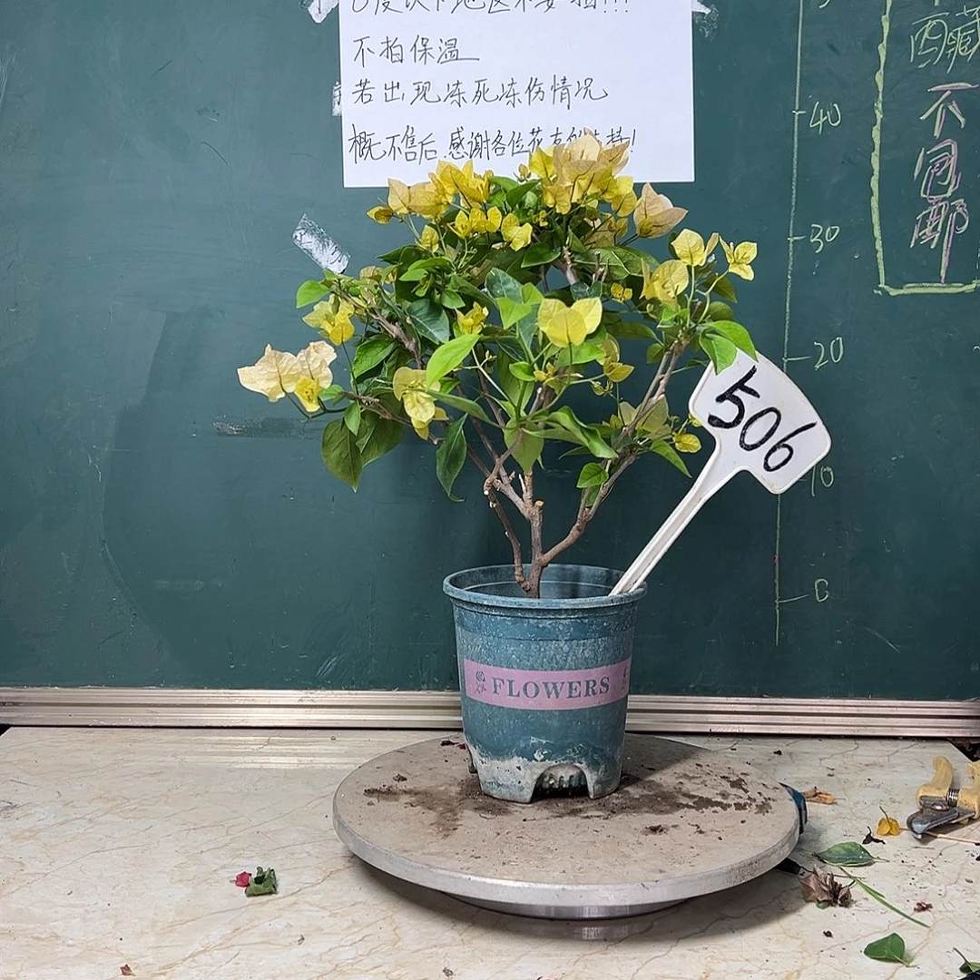 完全开放  黄玫瑰  506