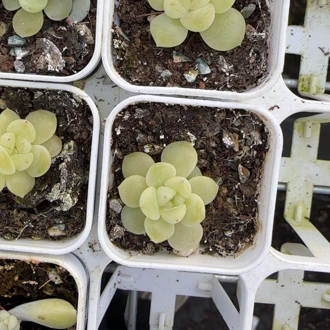 D6 盆一个1床满25包邮