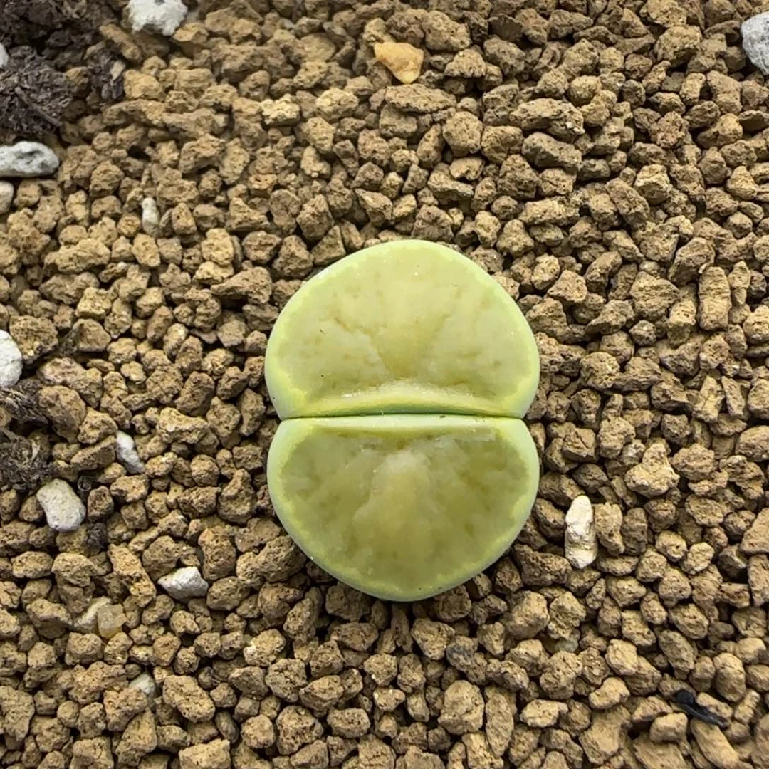 绿菊清框福利30包邮