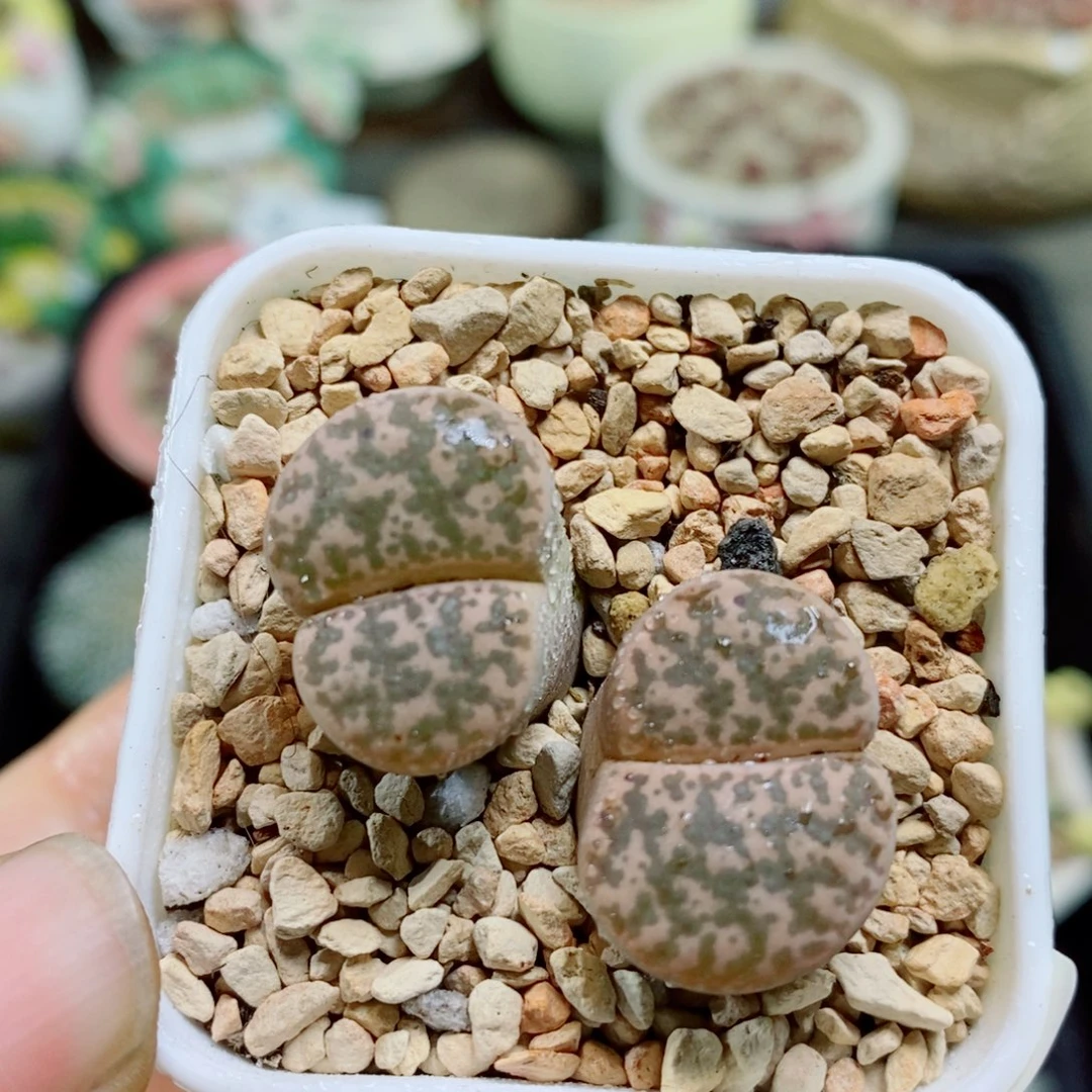 生石花花花花花花花花252