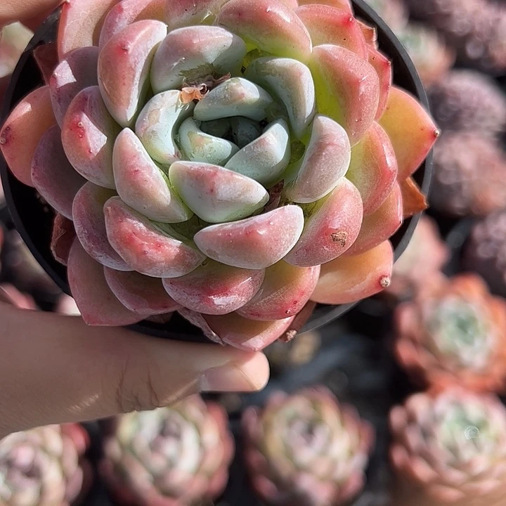冰糖橙多肉植物精品