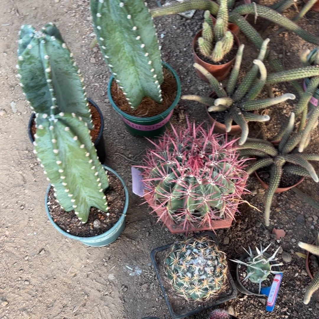 丶***、已清 零零落落 零零落落