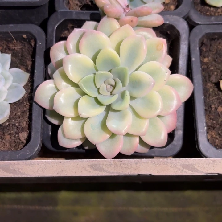 花斑鹿锦一物一拍