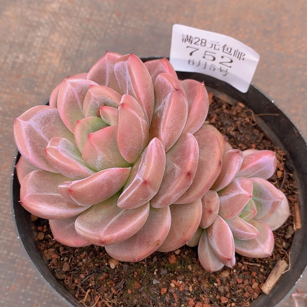 【闪购商品】云752号山茶花