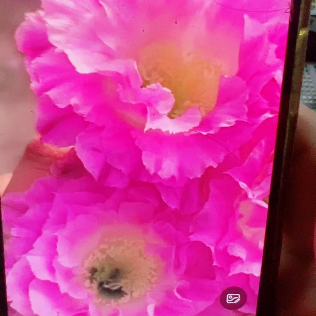 彩草 新粉可可 侧芽 满 20包邮