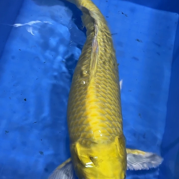 海水赤目芒果黄金