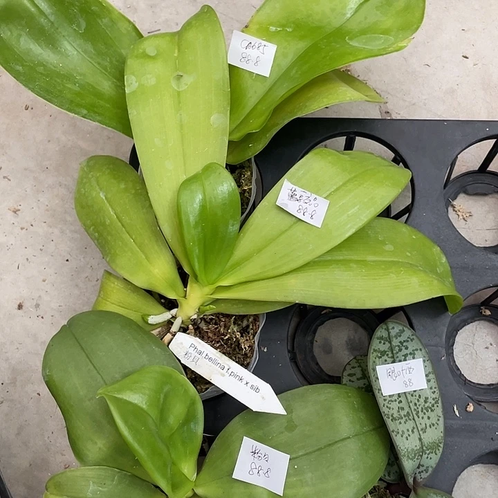 完全开放处理原生CA685➕蓝鸟交品➕粉贝➕银叶西4不售后