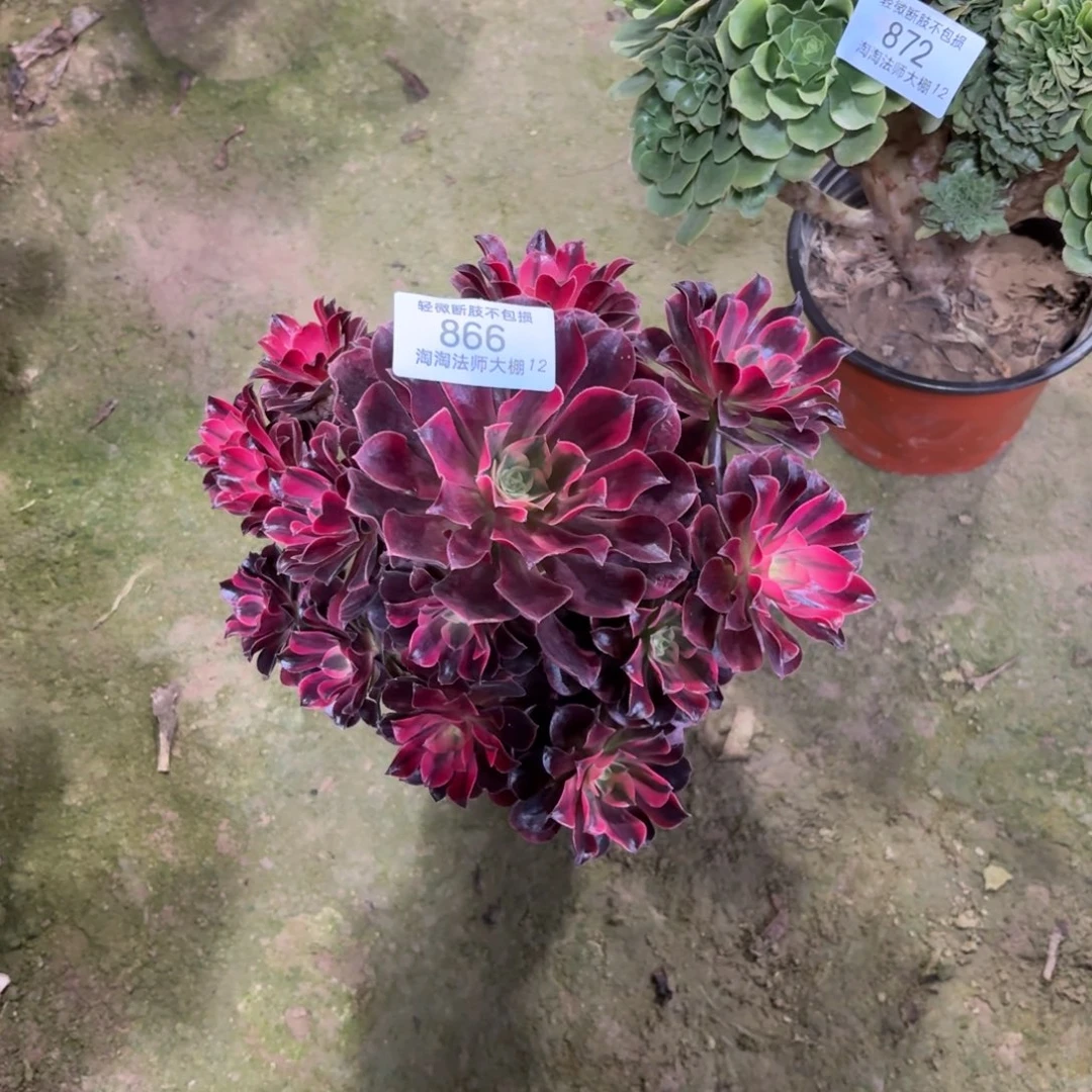 866美杜莎多肉植物法师