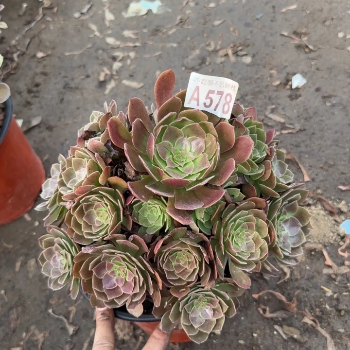 赤焰莲……多肉植物……