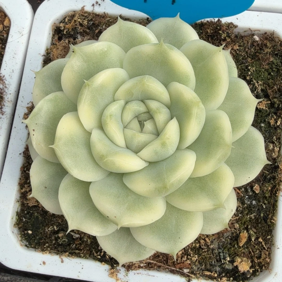 衣***夭麦秆锦锦上园艺一物一拍
