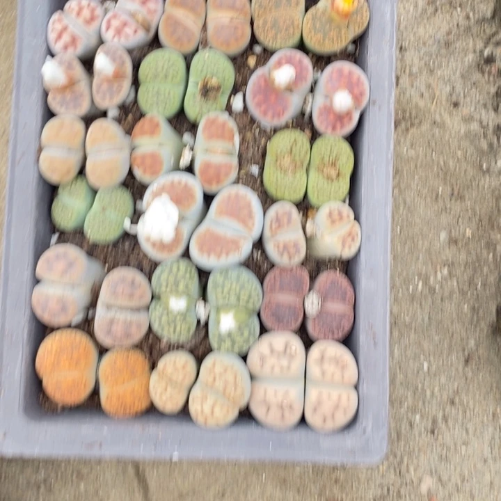 小***俞生石花等植物的838