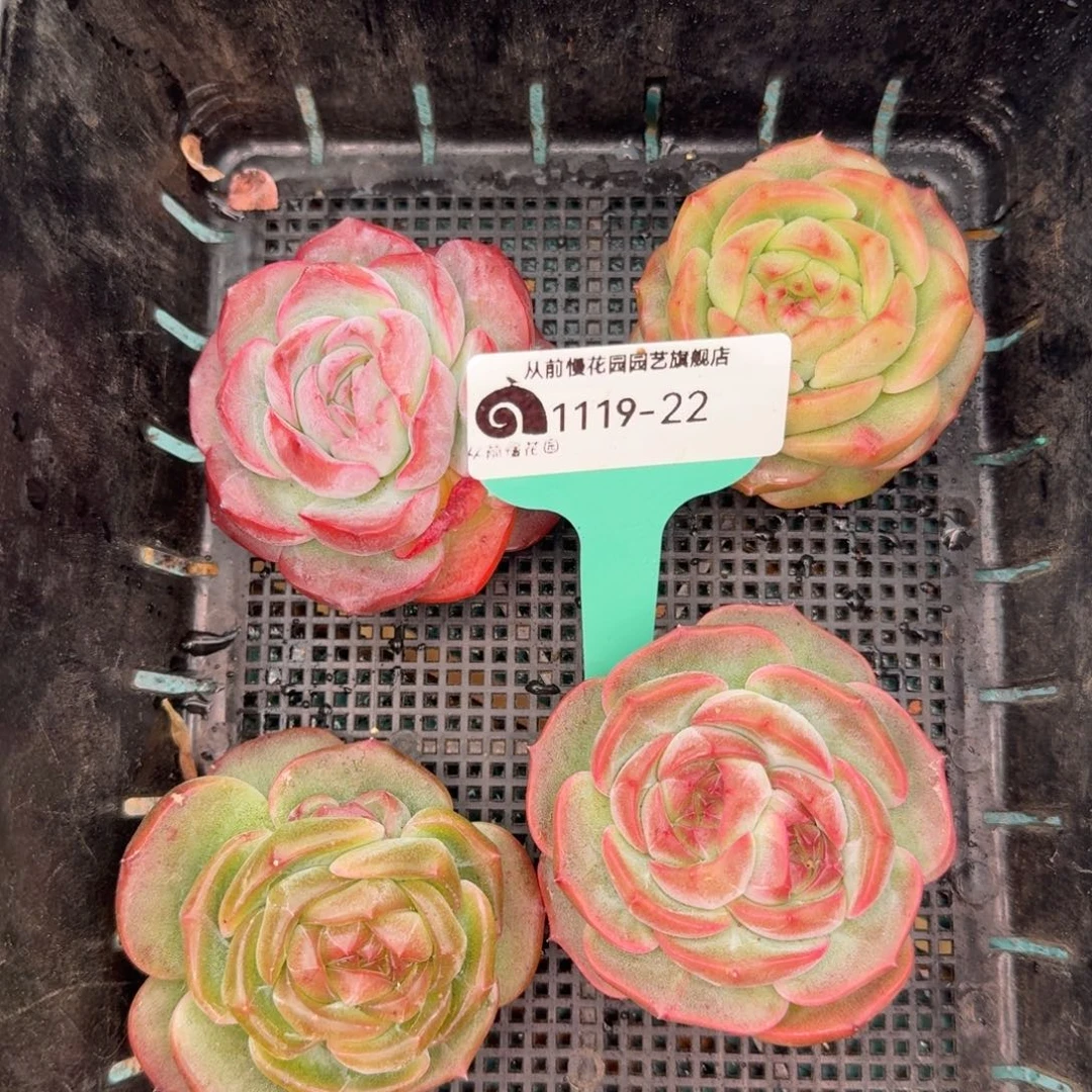 从前慢多肉精选编号1119.22