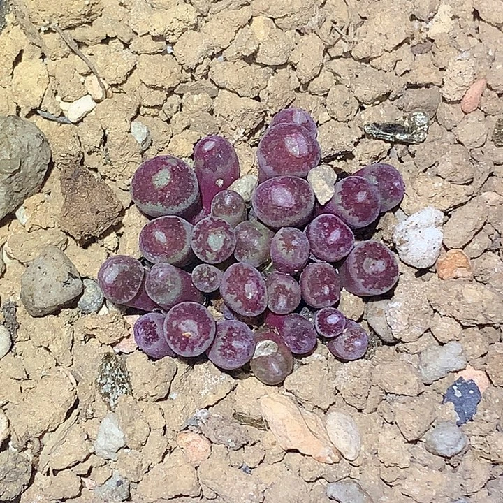 精品多肉植物精品多肉