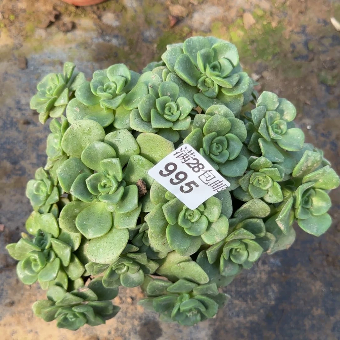 百合丽丽多肉995满28包邮断枝不包瑕疵