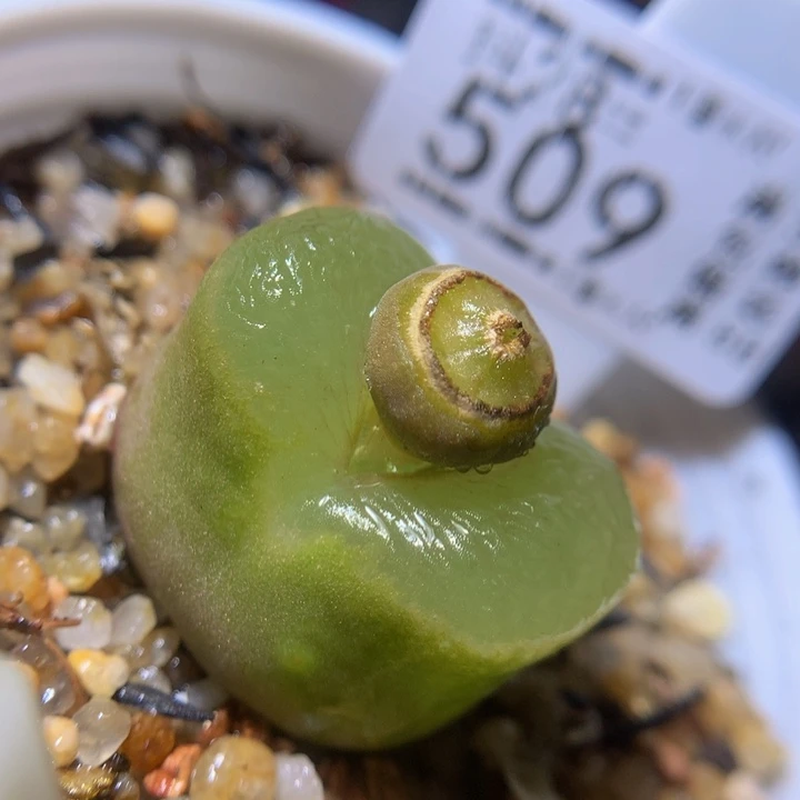 精品生石花28.509