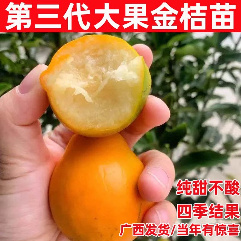 【降】正宗广西脆皮金桔树苗三代无籽金桔树苗小金桔果树苗四季结果
