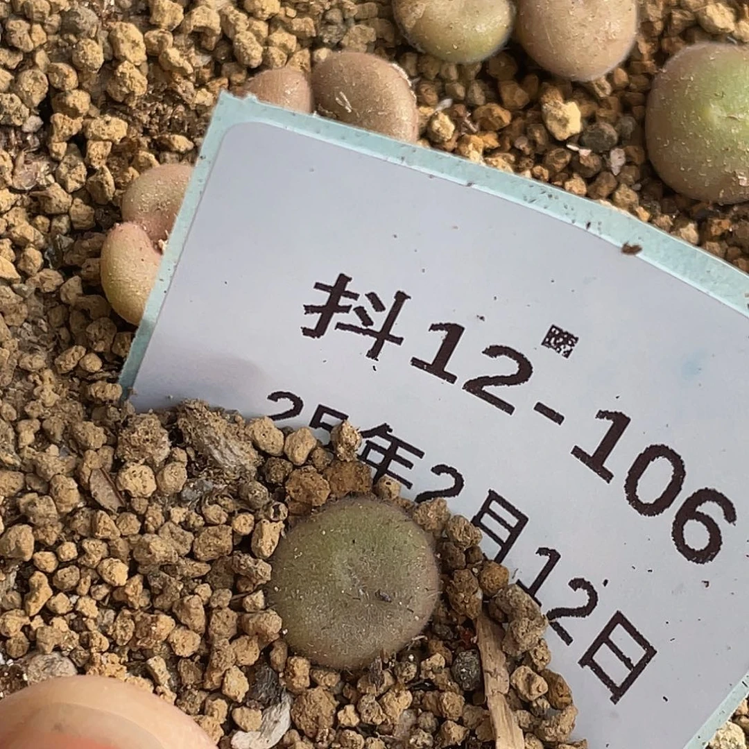 阿***啦12-106肉锥多肉植物