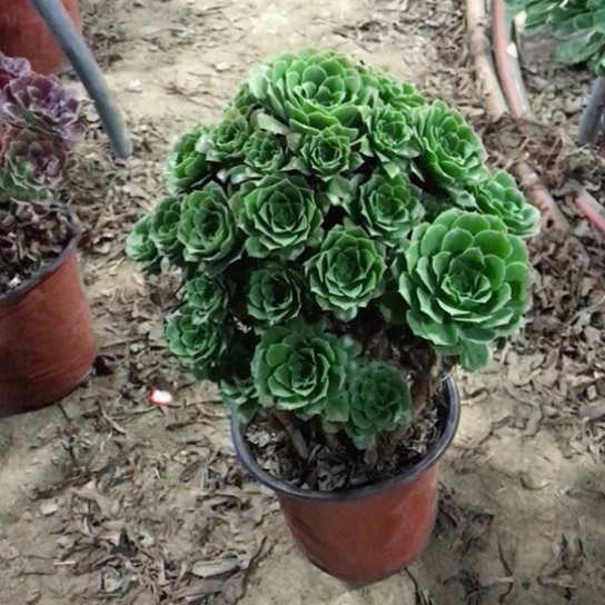 老***余绿玫瑰法师多肉植物17