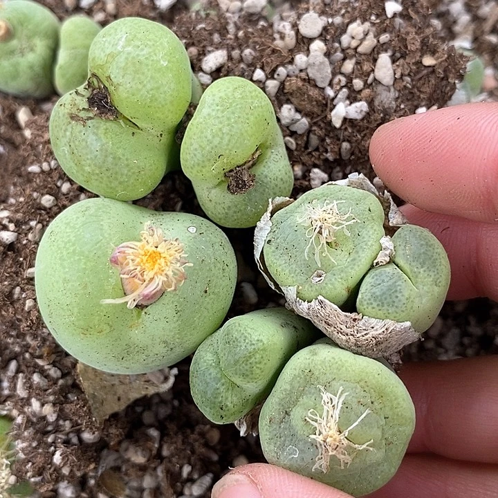 30552一组翠光母本