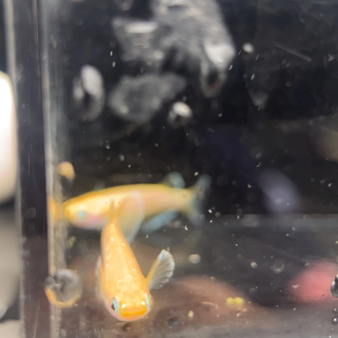 青鳉鱼253酥油灯一对