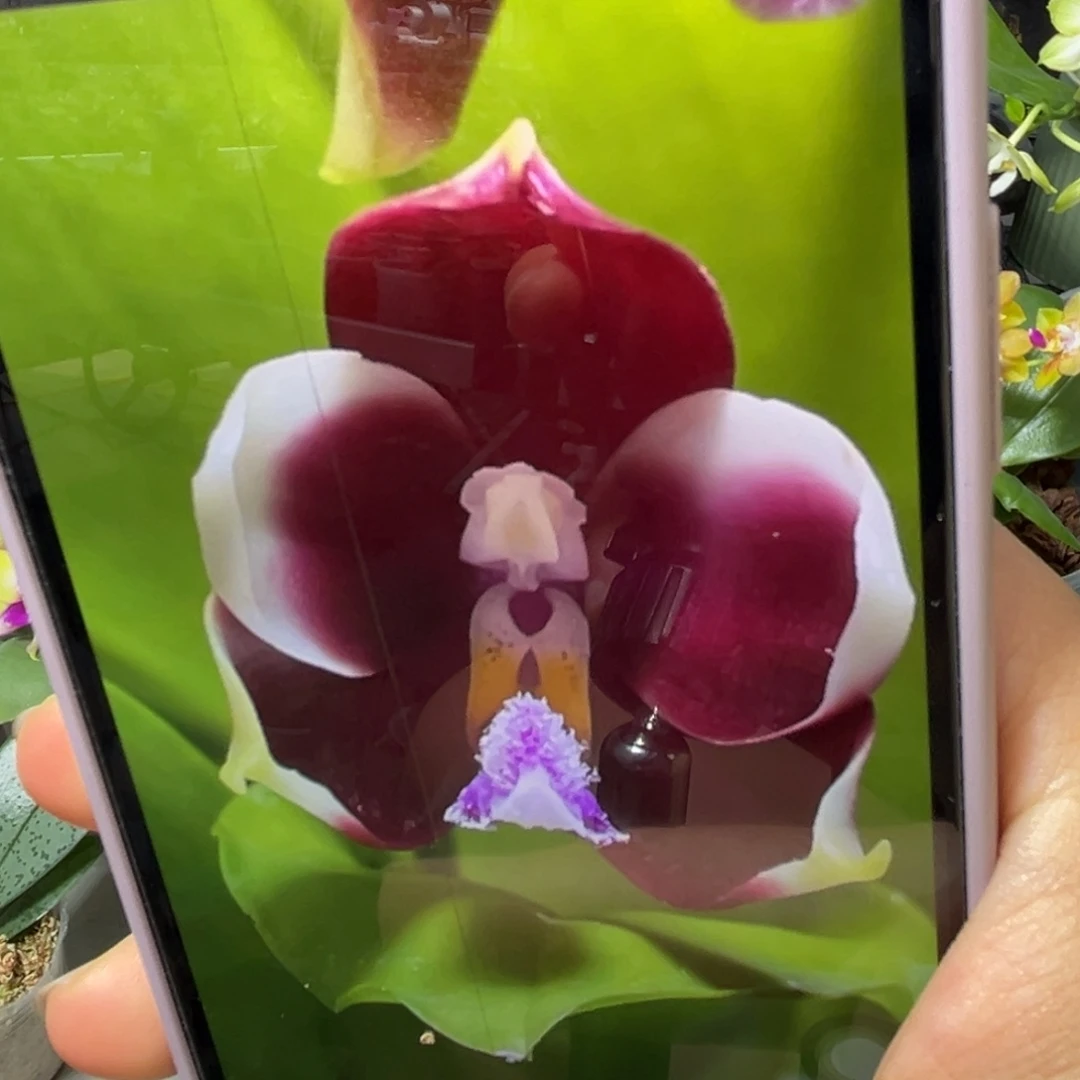 当前无花栽培后可以开花