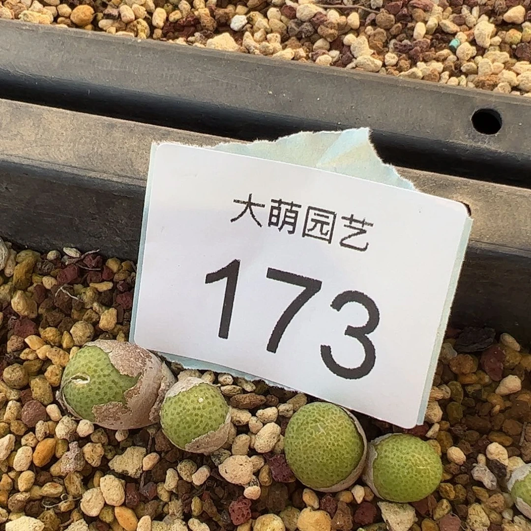 量拍双头玉米一颗          173