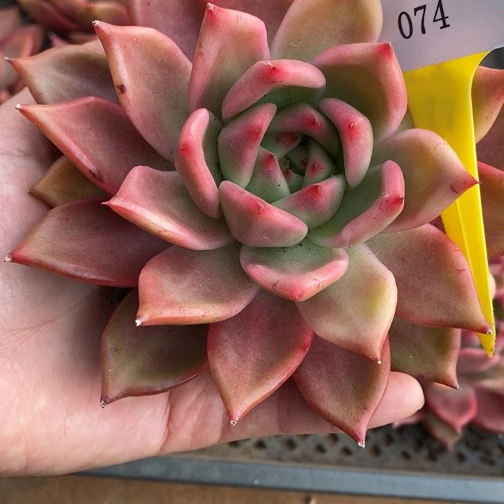 用***2D074- 直播福利 水晶之恋