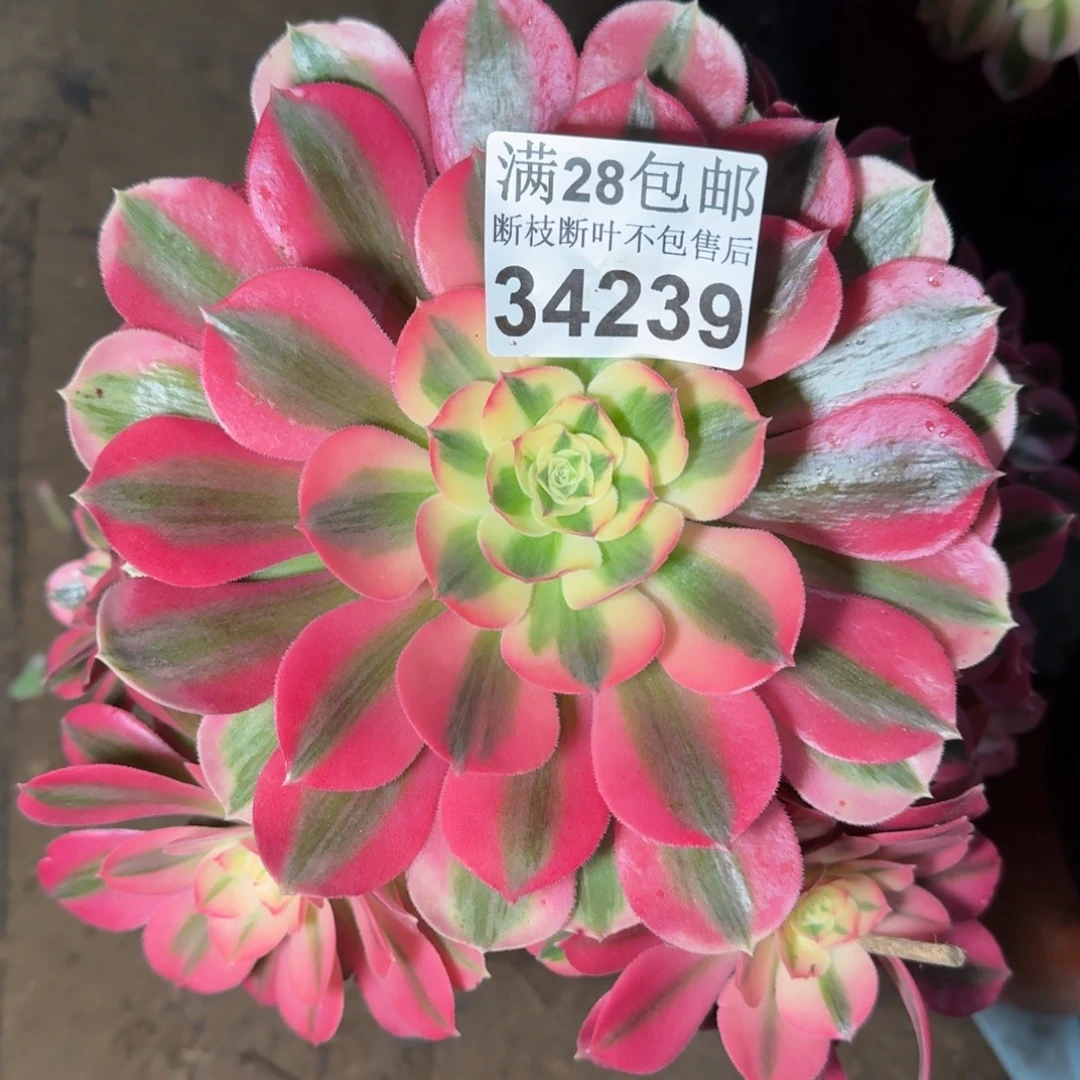 34239女巫多肉植物