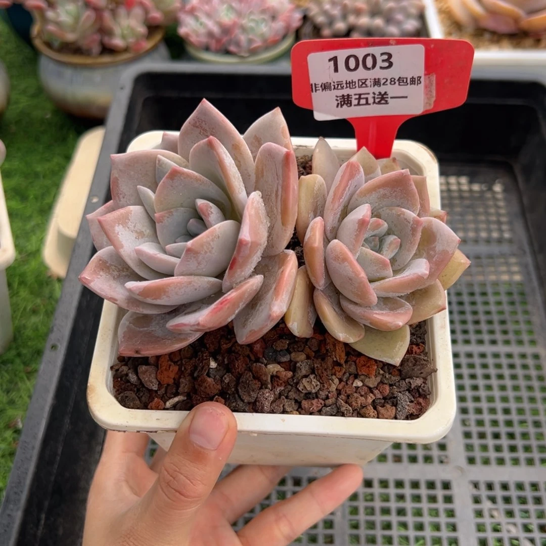 表妹精品精品多肉1003.