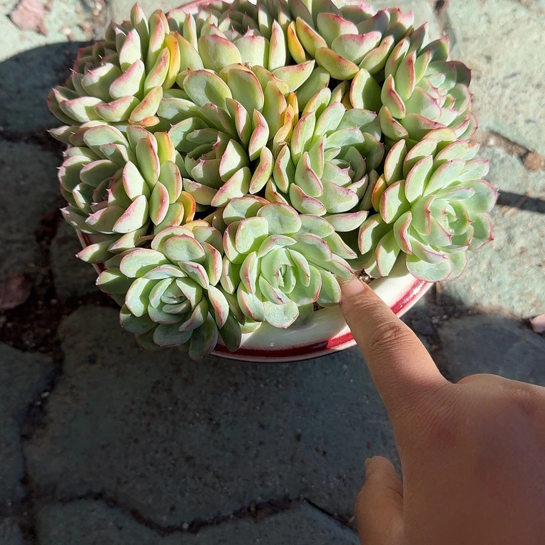 阳光玫瑰带盆多肉植物