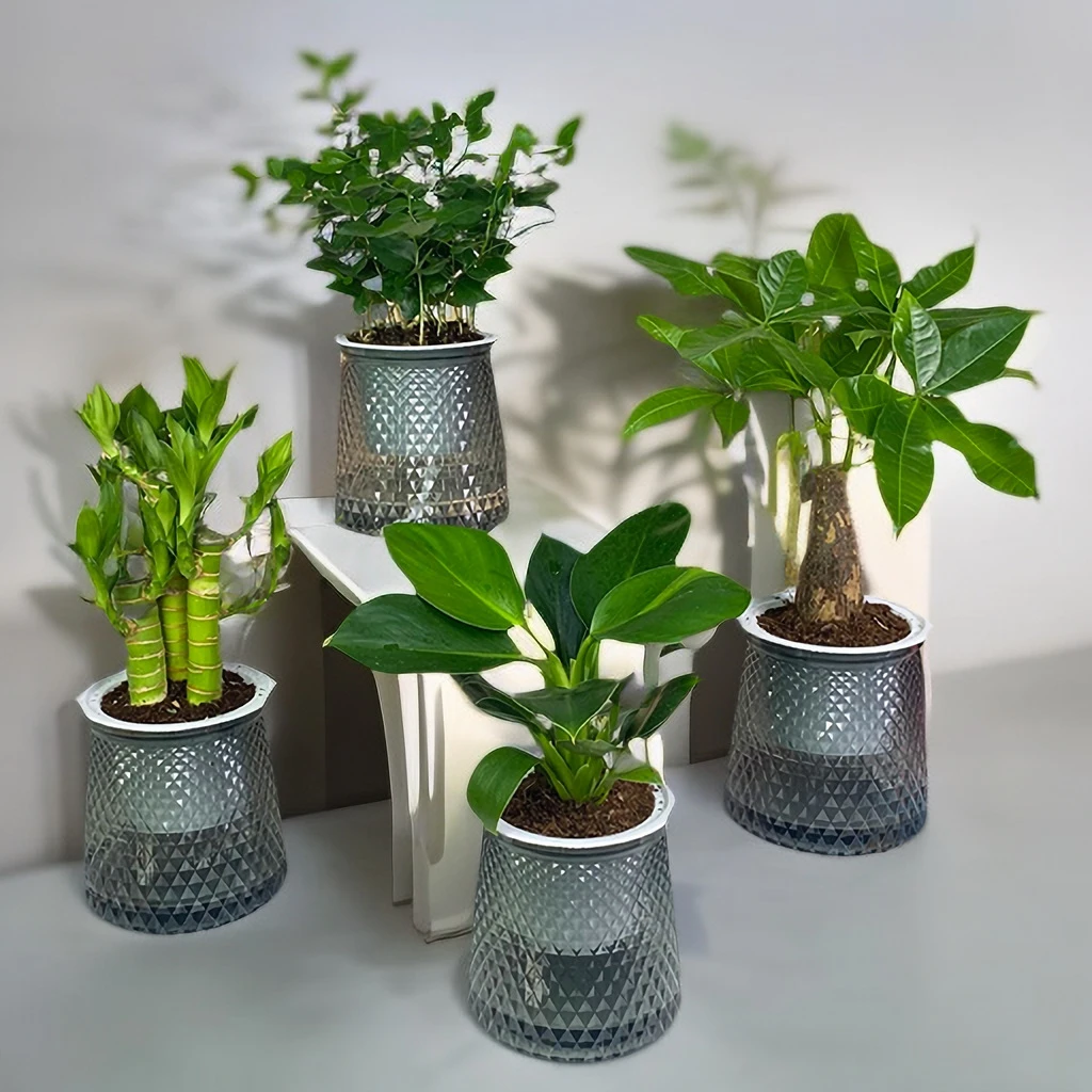 绿植花卉抖音盆栽懒人一帆风顺盆发财树九里香金钻富贵竹袖珍椰子