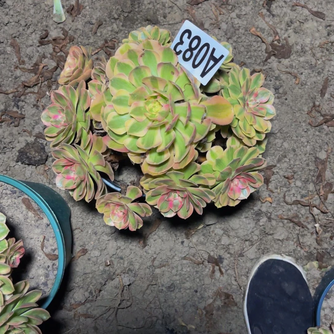 火龙果16/////36包邮